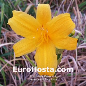 Hemerocallis Earlianna