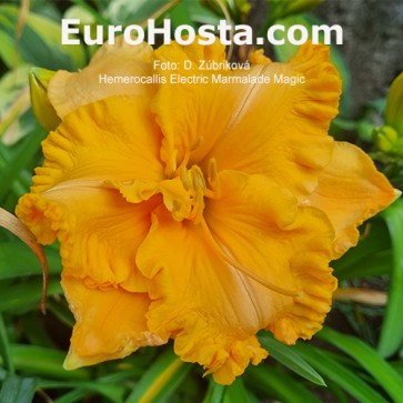 Hemerocallis Electric Marmalade Magic