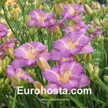 Hemerocallis Entrapment - Eurohosta