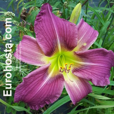 Hemerocallis Evening Sea