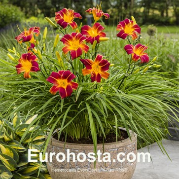 Hemerocallis EveryDaylily™ Red Ribs 