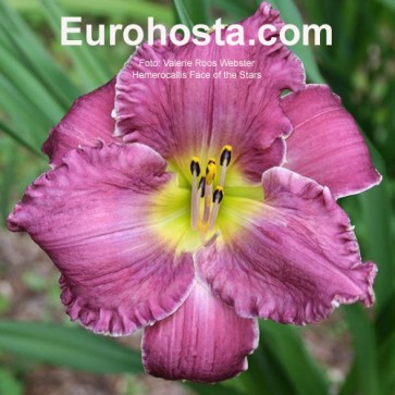 Hemerocallis Face of the Stars