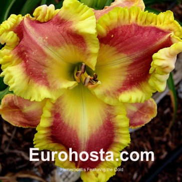 Hemerocallis Featuring the Gold - Eurohosta