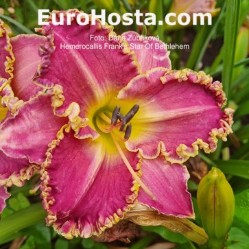 Hemerocallis Frank's Star Of Bethlehem - Eurohosta