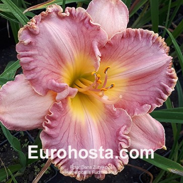 Hemerocallis Fuchsia Kiss