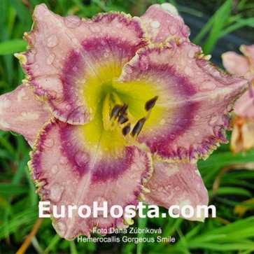 Hemerocallis Georgeous Smile