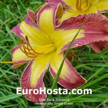 Hemerocallis Jungle Queen