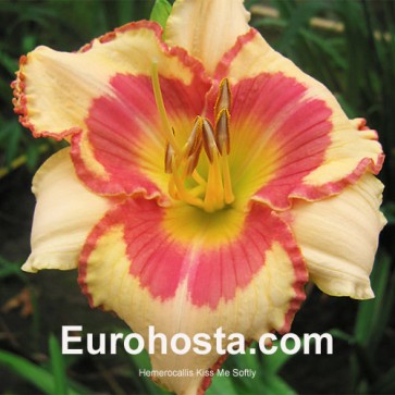 Hemerocallis Kiss Me Softly - Eurohosta