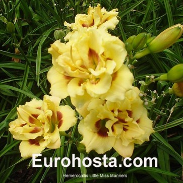 Hemerocallis Little Miss Manners
