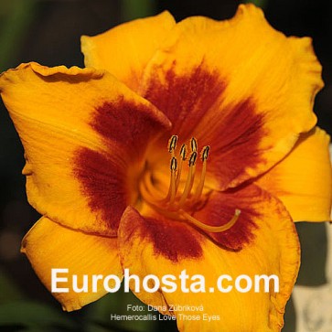 Hemerocallis Love Those Eyes - Eurohosta