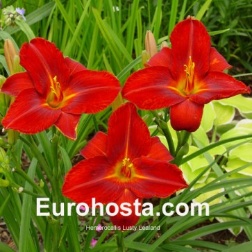 Hemerocallis Lusty Lealand - Eurohosta