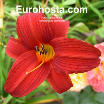 Hemerocallis Minesota