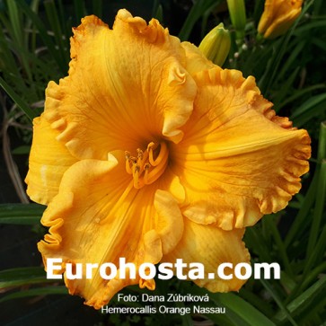 Hemerocallis Orange Nassau