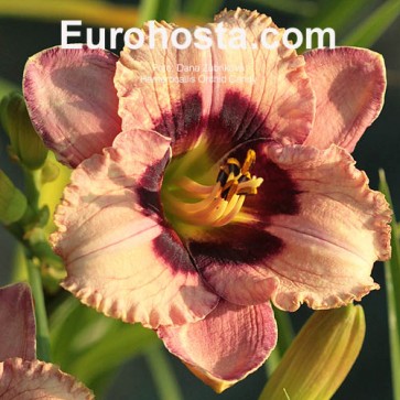 Hemerocallis Orchid Candy - Eurohosta