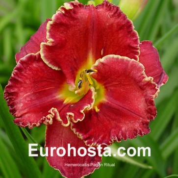 Hemerocallis Pagan Ritual - Eurohosta