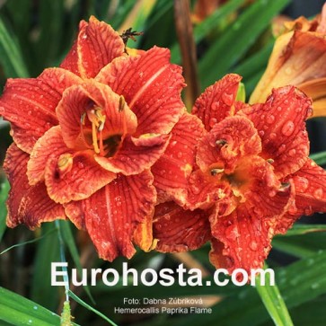 Hemerocallis Paprika Flame Eurohosta