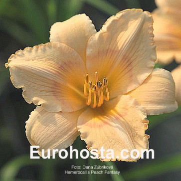 Hemerocallis Peach Fantasy - Eurohosta