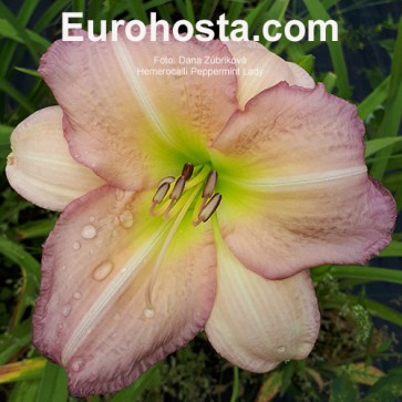 Hemerocallis Peppermint Lady