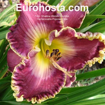 Hemerocallis Popcorn Pete