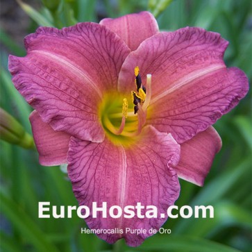 Hemerocallis Purple d'Oro