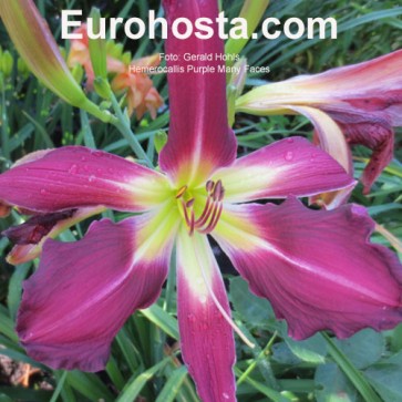 Hemerocallis Purple Many Faces