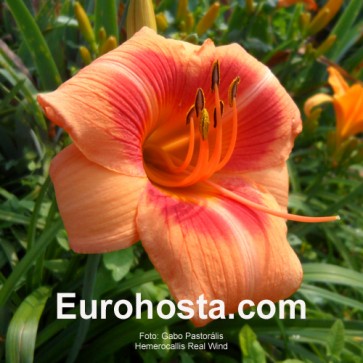 Hemerocallis Real Wind - Eurohosta