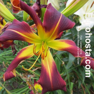 Hemerocallis Rebekah's Gothic Spider