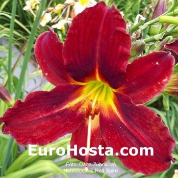 Hemerocallis Red Spire - Eurohosta