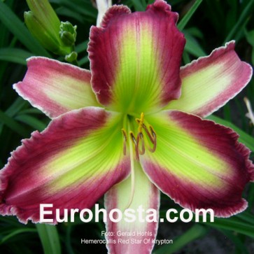 Hemerocallis Red Star of Krypton 