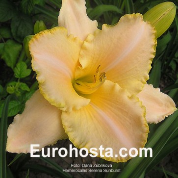 Hemerocallis Serena Sunburst - Eurohosta