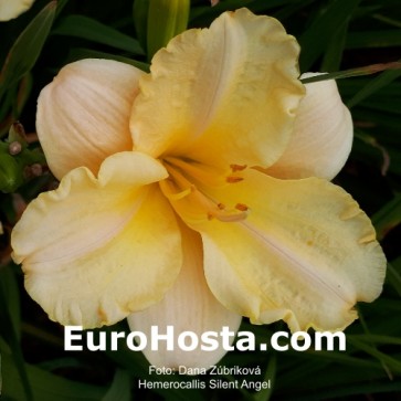 Hemerocallis Silent Angel - Eurohosta