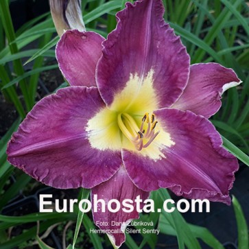 Hemerocallis Silent Sentry