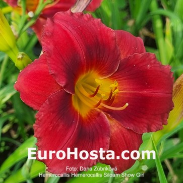 Hemerocallis Siloam Showgirl