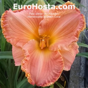 hemerocallis southern coral