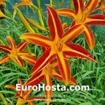 Hemerocallis Stern Von Rio - Eurohosta