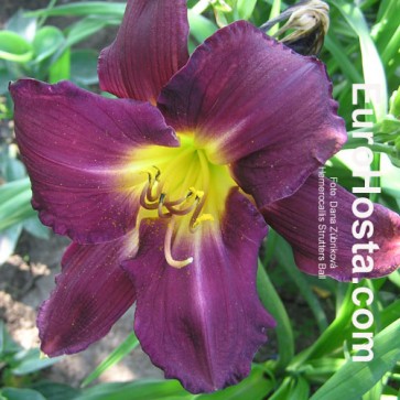 Hemerocallis Strutters Ball - Eurohosta