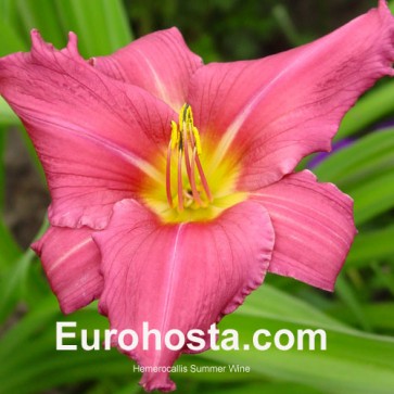 Hemerocallis Summer Wine - Eurohosta