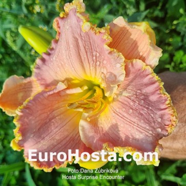 Hemerocallis Surprise Encounter