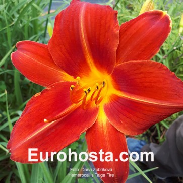 Hemerocallis Taiga Fire 