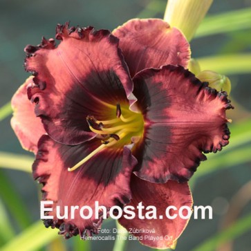 Hemerocallis The Band Played On - Eurohosta