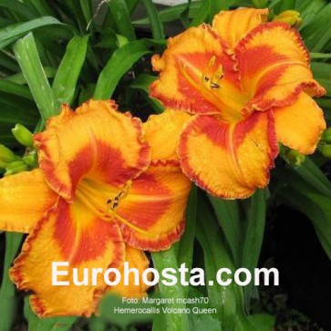 Hemerocallis Volcano Queen