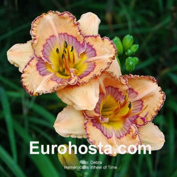 Hemerocallis Wheel of Time - Eurohosta