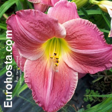 Hemerocallis Cherry Tiger