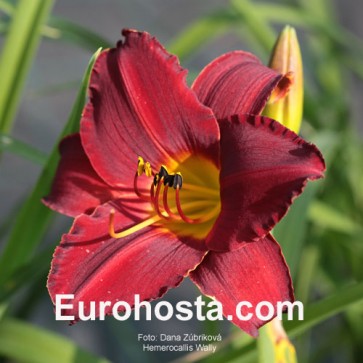 Hemerocallis Wally - Eurohosta