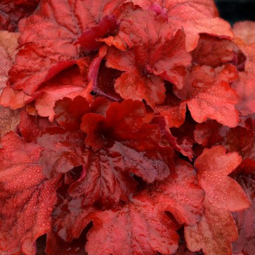 Heuchera Fire Alarm