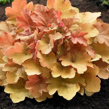 Heuchera Caramel