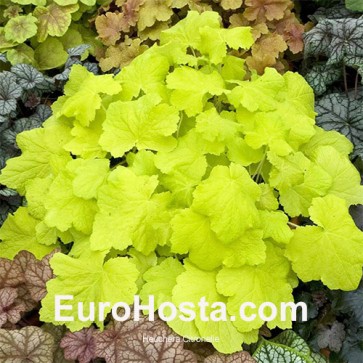 Heuchera Citronelle