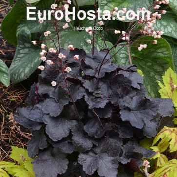 Heuchera Coco