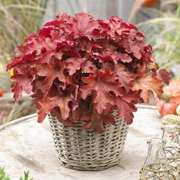 Heuchera Coralberry