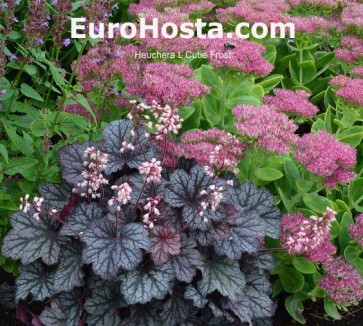 Heuchera L Cutie Frost